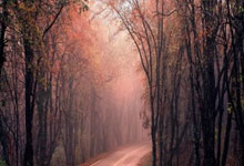 火箭队主帅获得赞誉,带领球队获胜